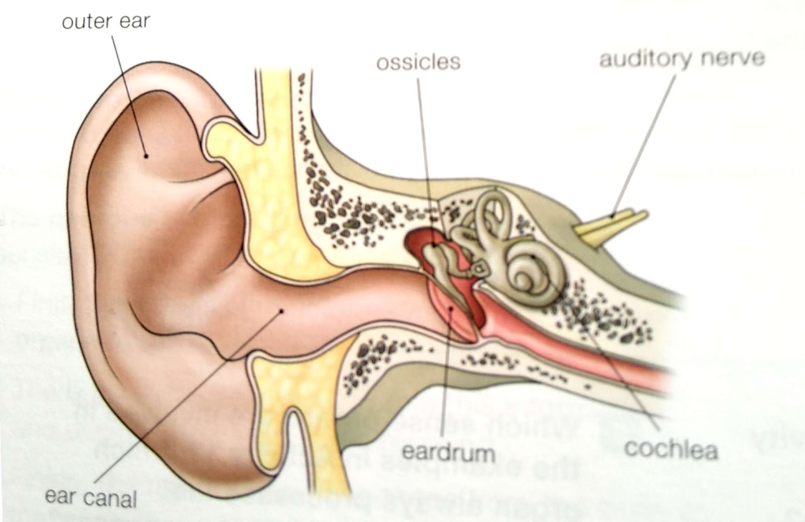 auditory nerve ear auditory nerve ear