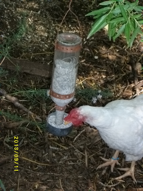 Copper Llama Studio Oyster Shell Dispenser For Your Hens