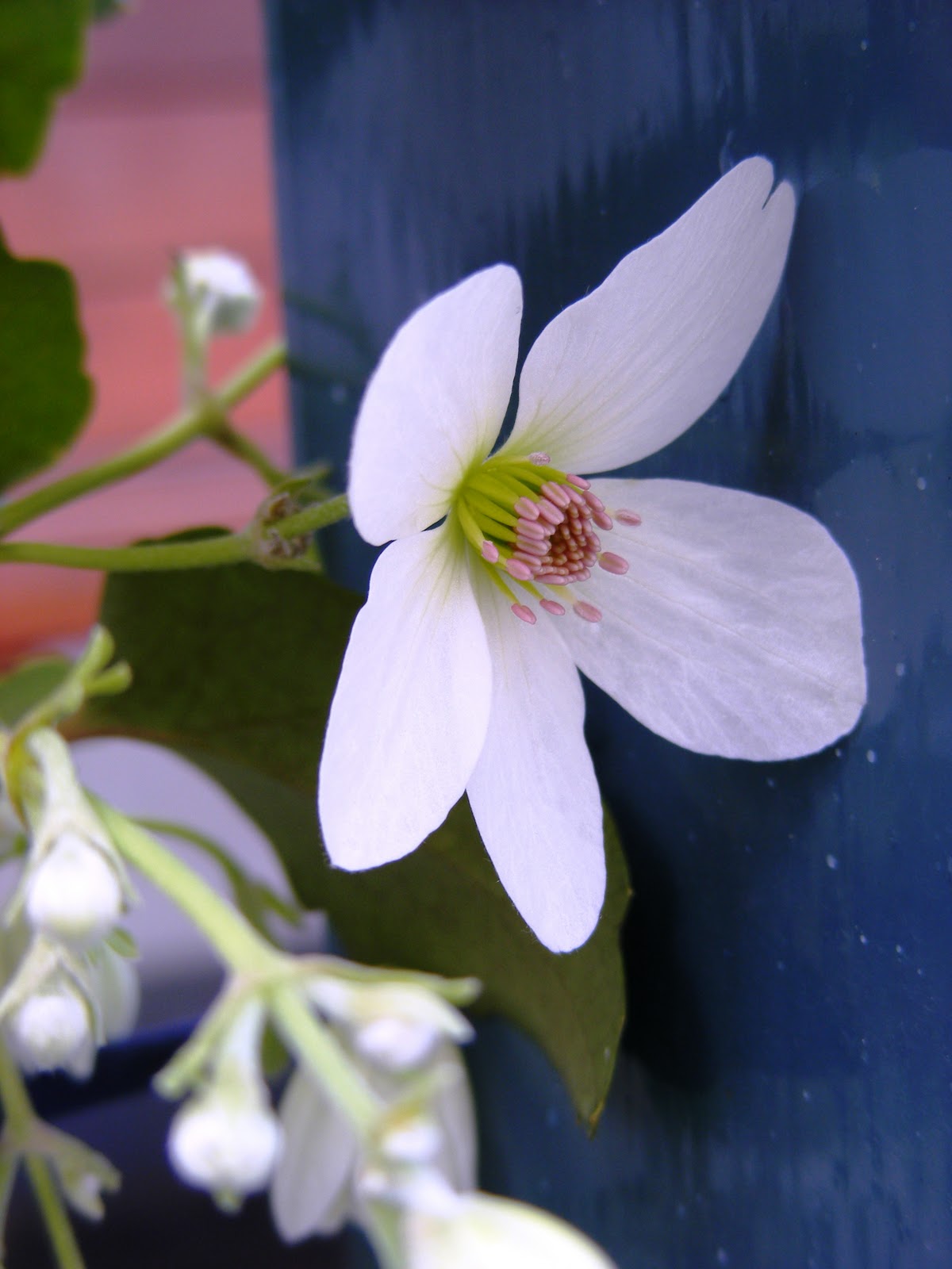 Dursley Garden Wairarapa, NEW ZEALAND NZ Clematis Flowers