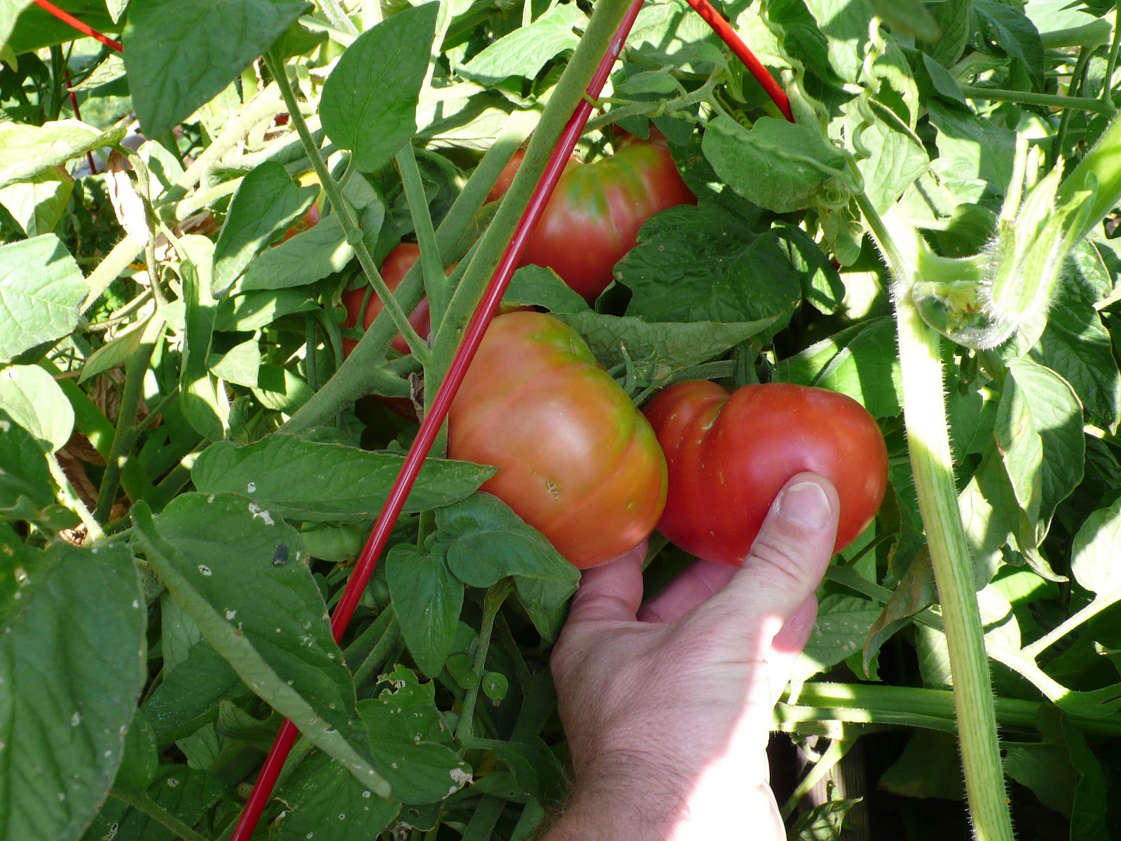 Big Yields Boulder Brandywine Tomato Update
