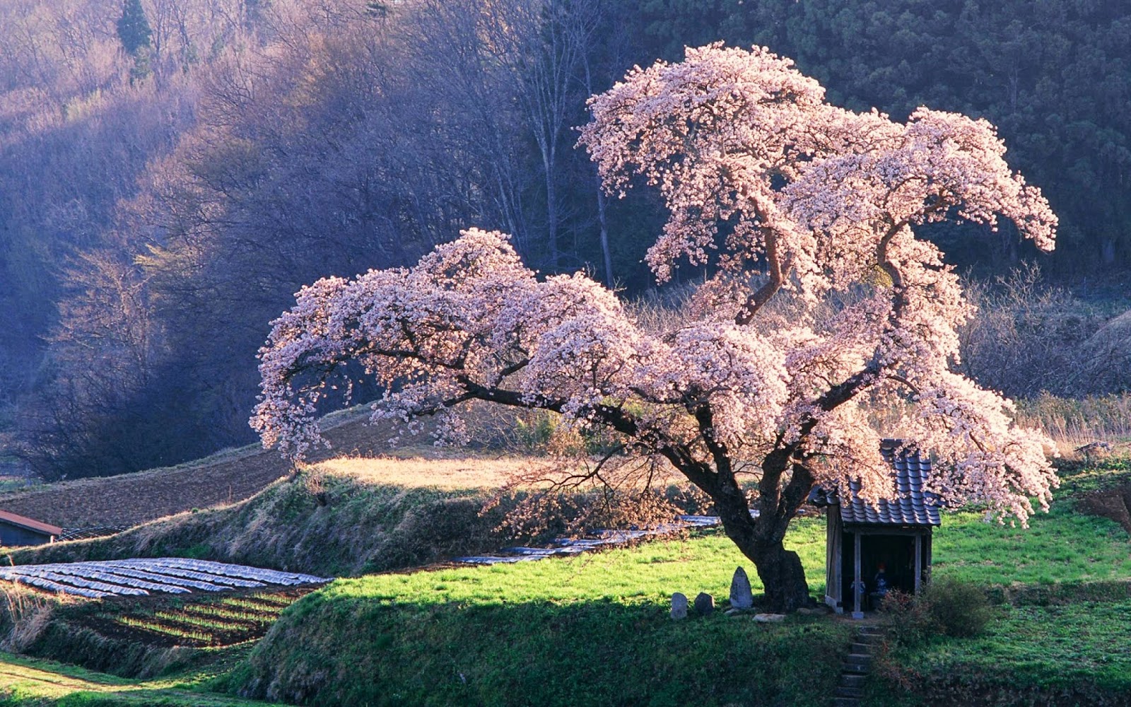 Japanese Cherry Blossom Garden Wallpaper|http://refreshrose.blogspot.com/