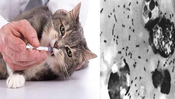 Wyoming cat infected with bubonic plague