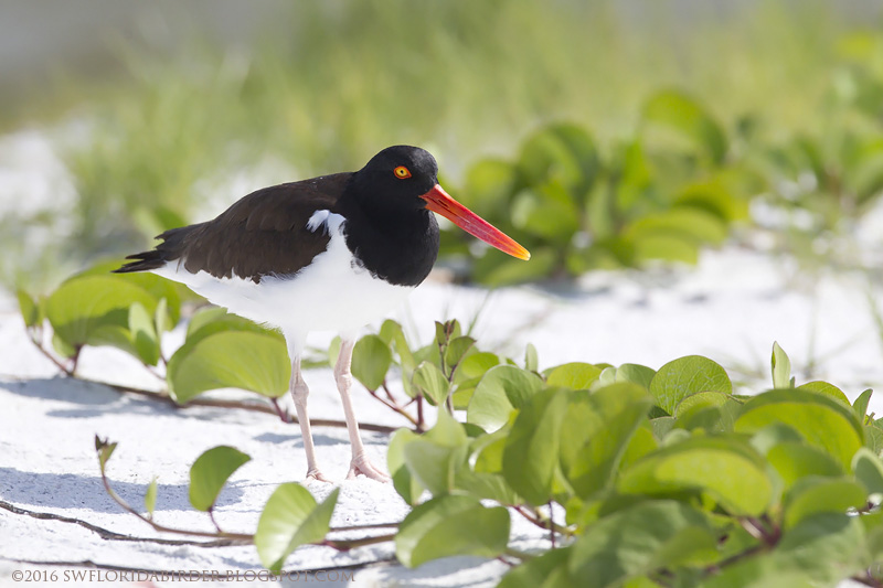 SWFloridabirder Little Estero Lagoon Spring Nesting Part II