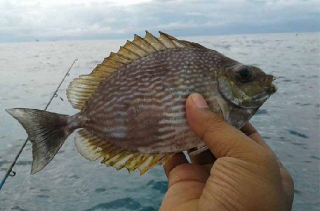 Ikan Titang atau Kiper