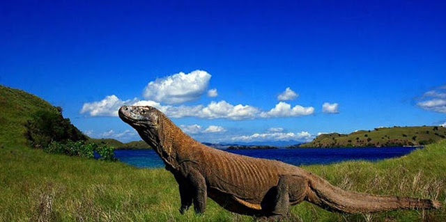 taman nasional komodo taman nasional komodo