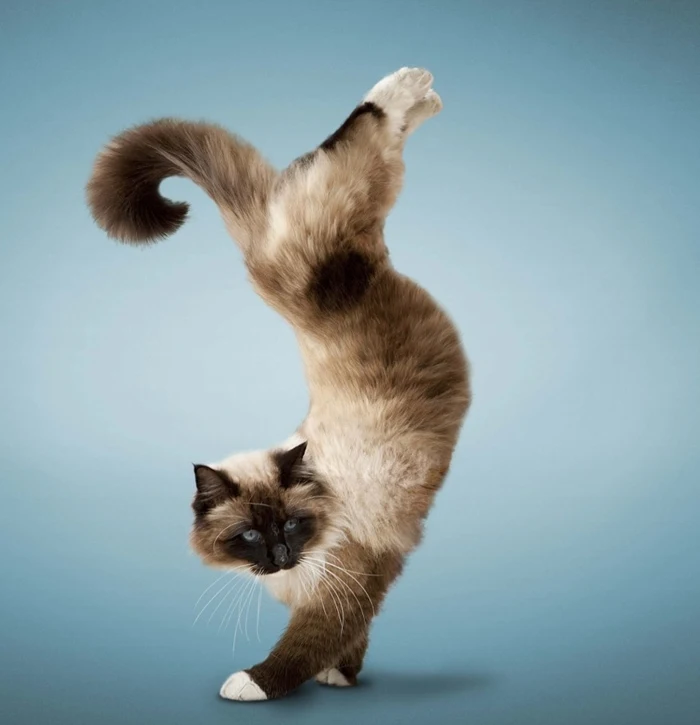 Dan Borris | Professional photographer | Yoga Dogs and Kittens