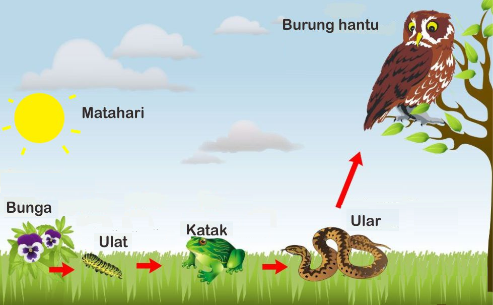 Refleksi Sains Jaring jaring makanan  Belajar Sains