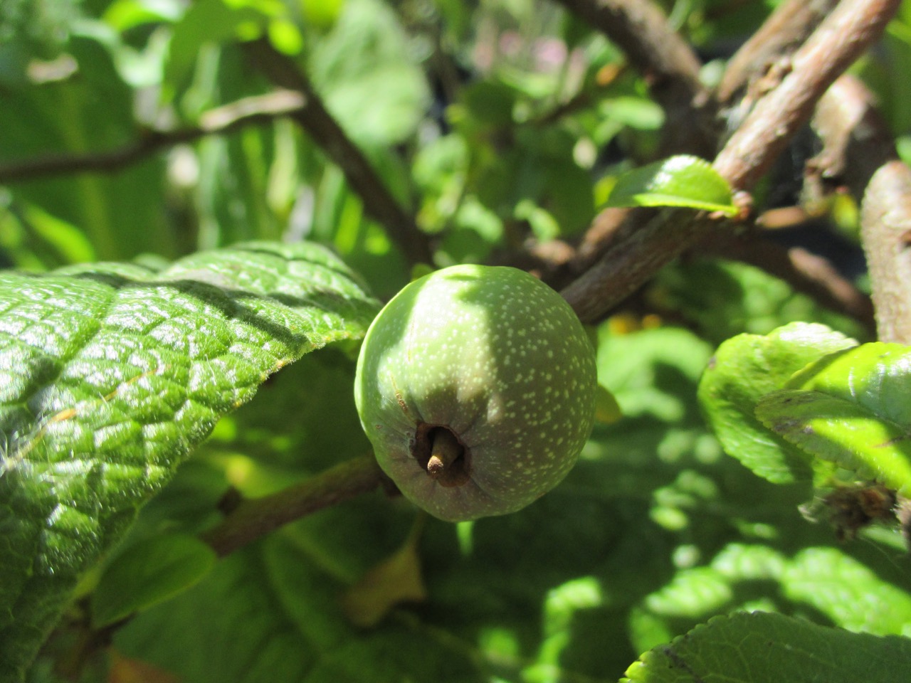 Quince Flowering Quince Flowers Quince