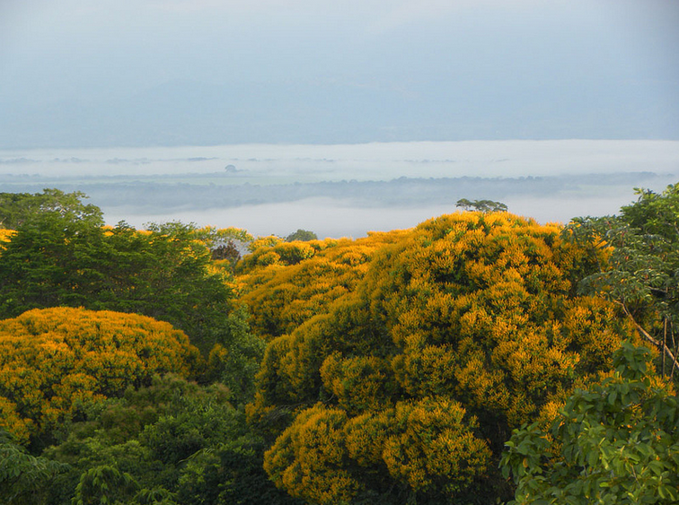 ARBORETUM: ARBOLES FANTASTICOS, Dormilón