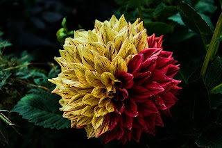 dahlia,www.healthnote25.com