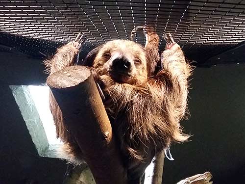 Two-Toed Sloth Two-Toed Sloth