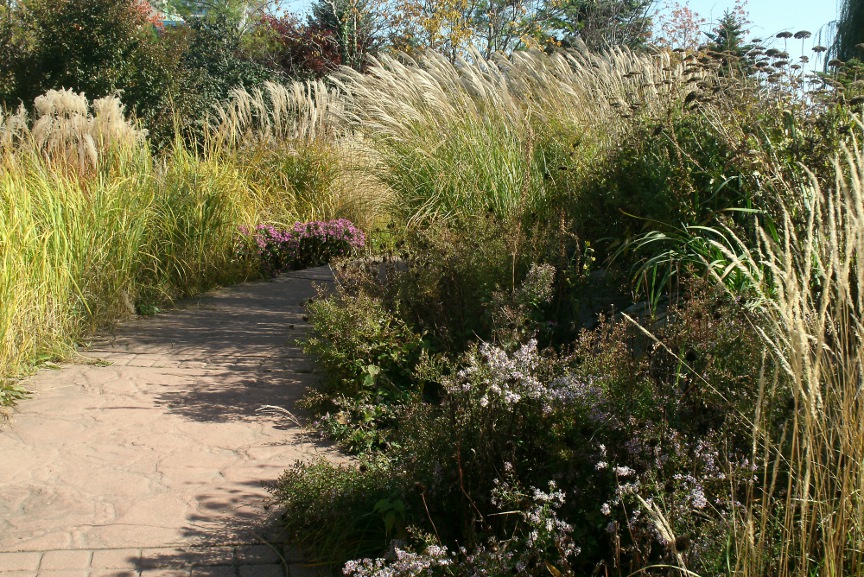 Fall ornamental grasses and perennials Courante section Toronto Music Garden by garden muses-not another Toronto gardening blog