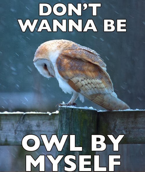 http://www.kulfoto.com/animals-pictures/21678/dont-wanna-be-owl-by-myself