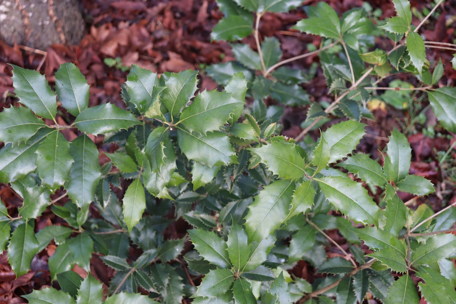 How To Grow Osmanthus Delavayi The Garden Of Eaden