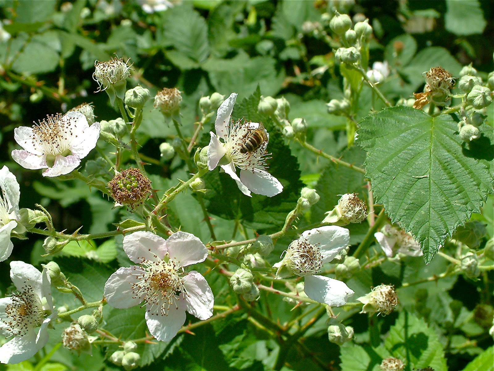 Магнитный пазл 27x18см."Цветок, ежевика, природа" на холодильник - купить с дост