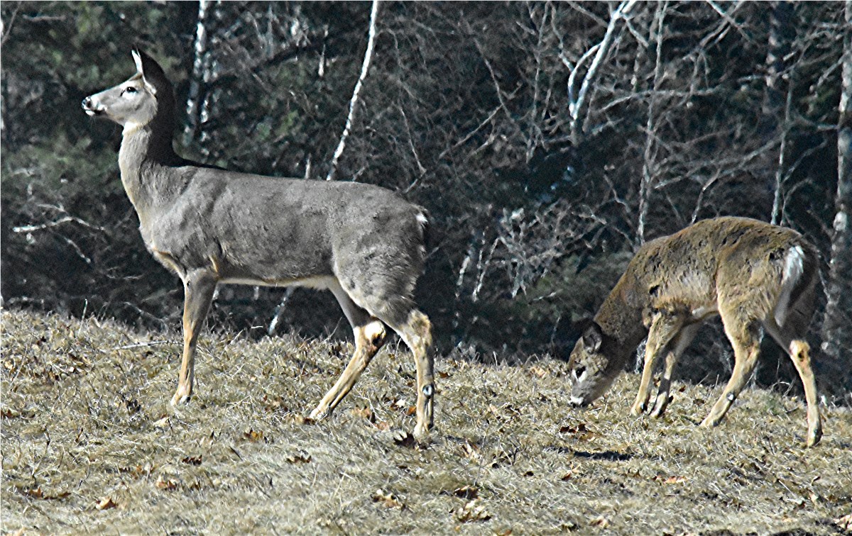 nature tales and camera trails A Grey Whitetailed Deer