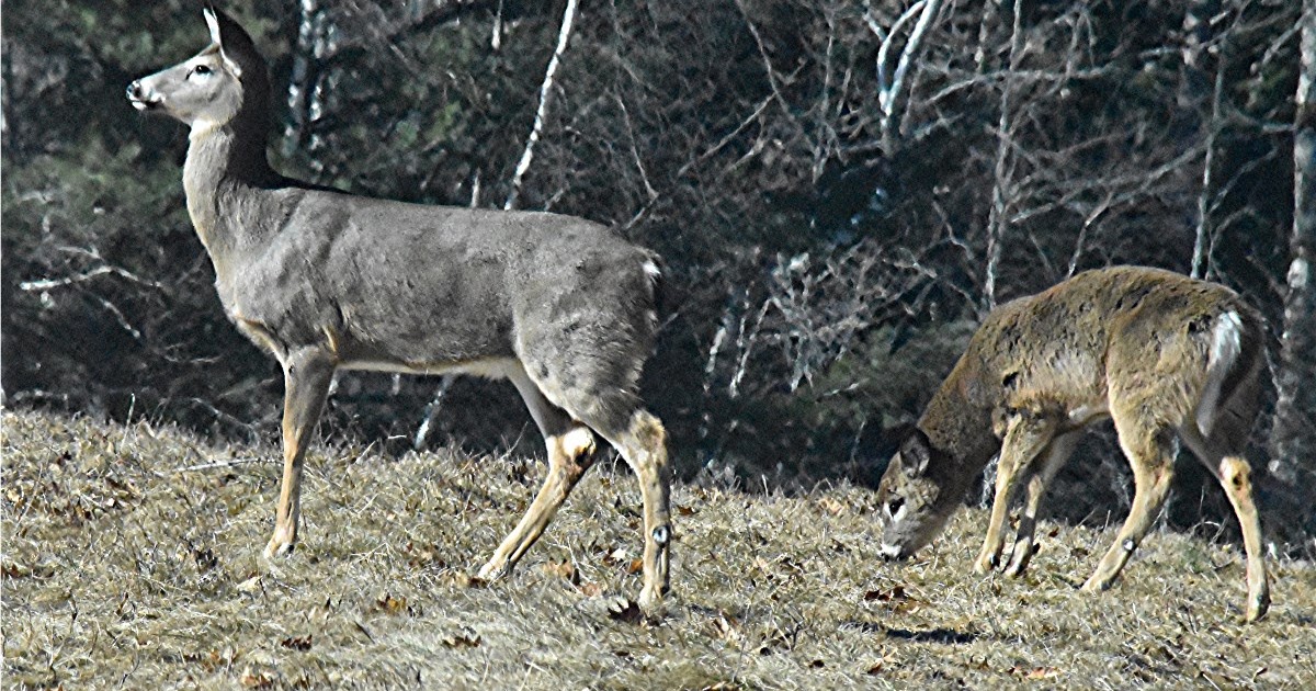 nature tales and camera trails A Grey Whitetailed Deer