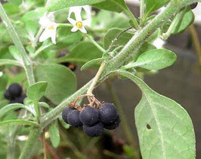 Frutos negros de la hierba mora (Solanum nigrum)