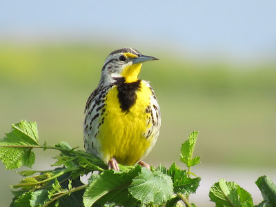 Sacramento National Wildlife Refuge