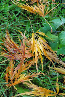 Acer Palmatum dissectum - such delicate leaves and amazing colour