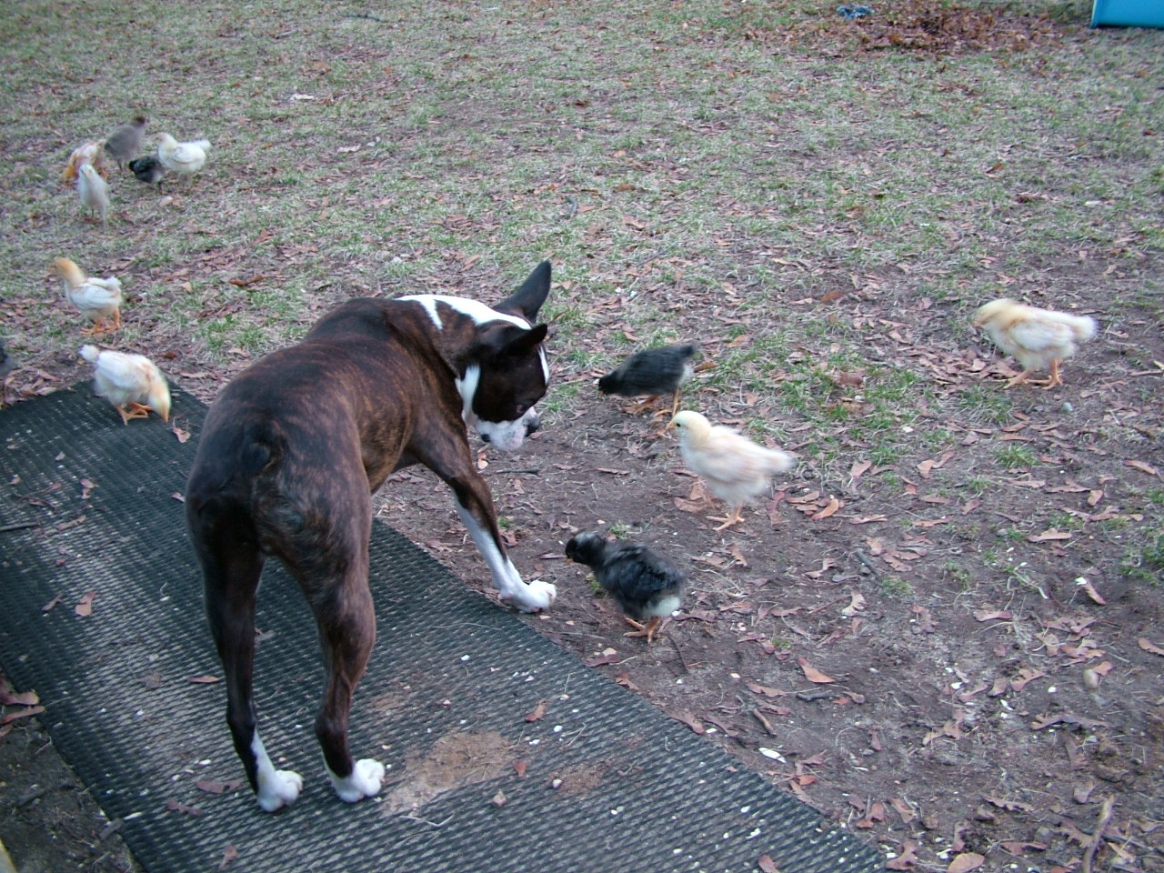 Friend or Food? Encouraging your dogs not to eat your chickens.