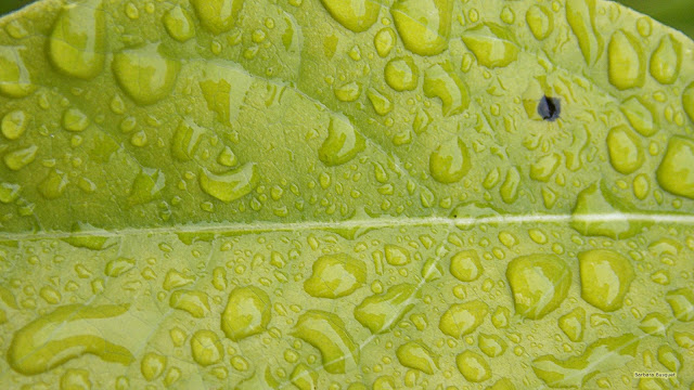 Close-up foto blad met water druppels