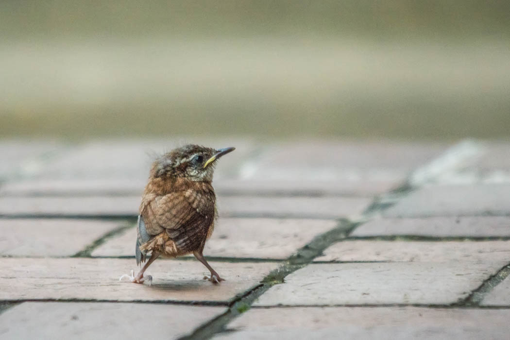 Carolina wren fledgling Carolina wren fledgling