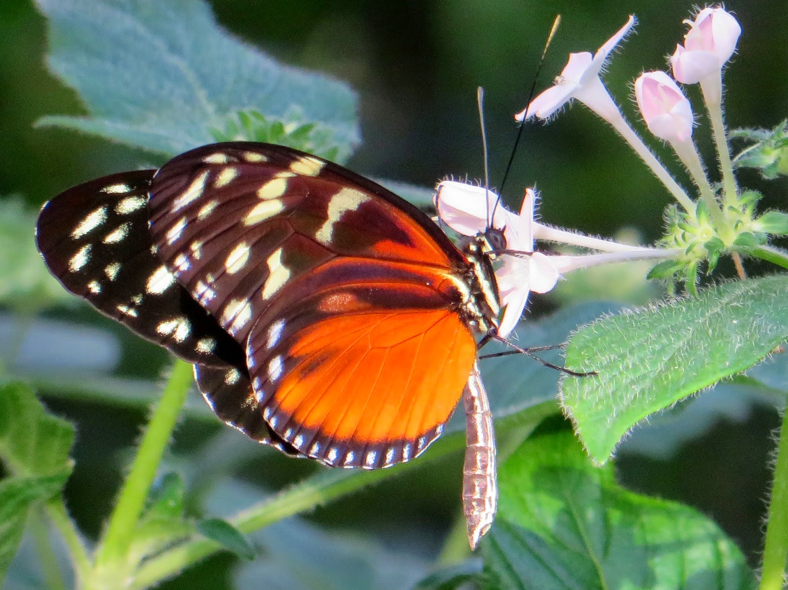 Bodenseewellen: Schmetterlinge im Winter