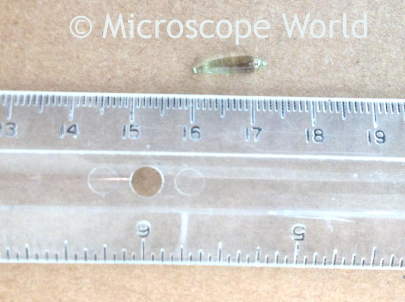 Microscope World Blog: Glass Beads under Microscope