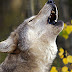 Вълците вият на различни "диалекти", установиха зоолози