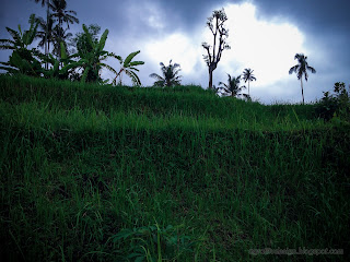 Farm Field Scenery With Dark Cloudy Atmosphere Will Be Rain At Banjar Kuwum, Ringdikit Village, North Bali, Indonesia