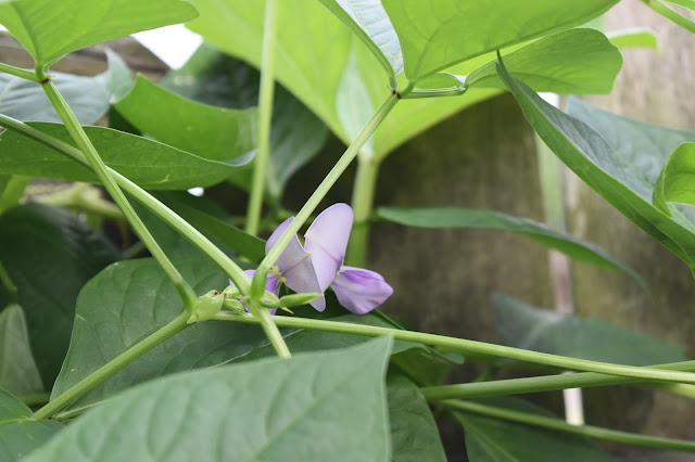 Long bean flower