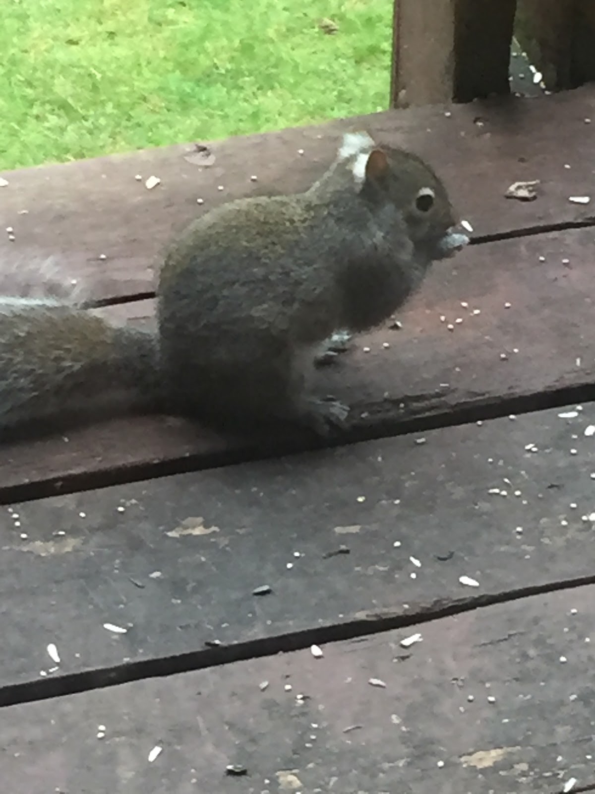Into the Woods and Elsewhere Eastern gray squirrel with white ear tufts
