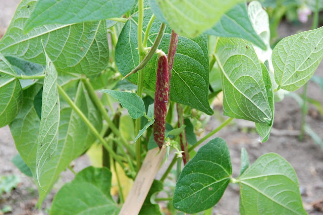 borlotto bean on the bush