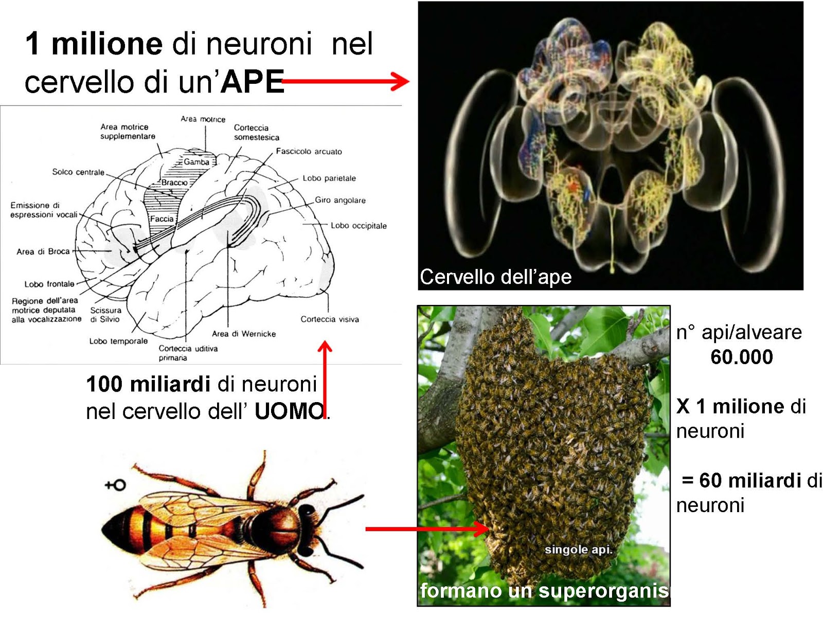 Apicoltori Veneto: FORMAZIONE