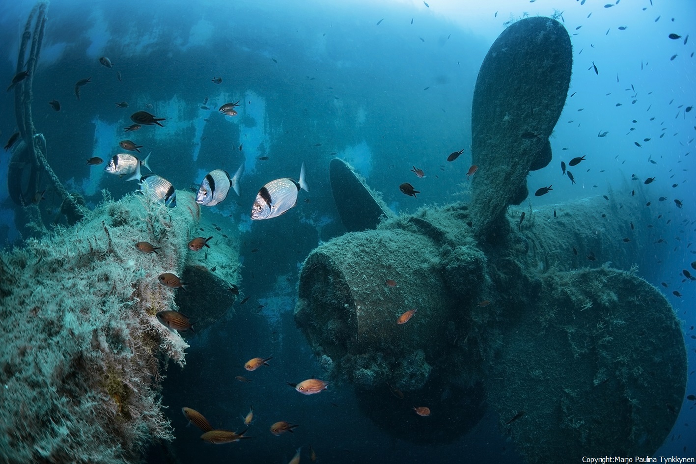 Dive In Larnaca DiveIn Larnaca 2018