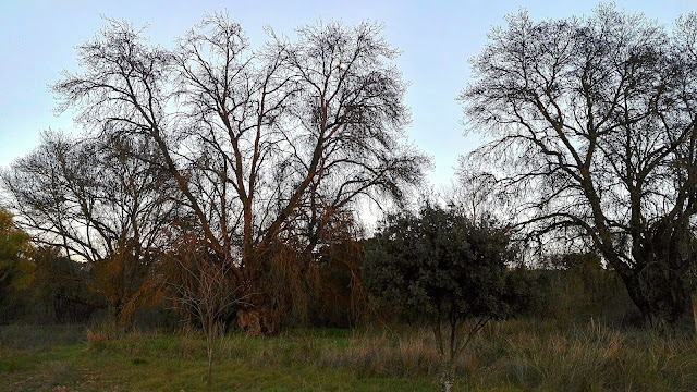 Fresnos de hoja estrecha, Fraxinus angustifolia, Manzanares, El Pardo.