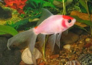 cara memelihara ikan komet di kolam,cara memelihara ikan komet dalam aquarium,budidaya ikan komet di aquarium,budidaya ikan hias komet,cara budidaya ikan komet di akuarium, cara memelihara ikan komet di kolam,cara memelihara ikan komet dalam aquarium,budidaya ikan komet di aquarium,budidaya ikan hias komet,cara budidaya ikan komet di akuarium,