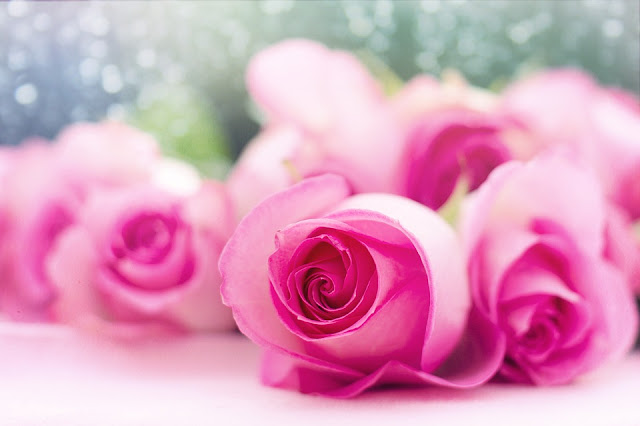 pink-rose-images-hd-download