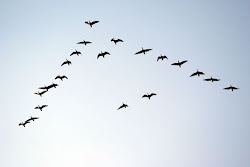 flying ducks voo dos formation gansos migrating follow october