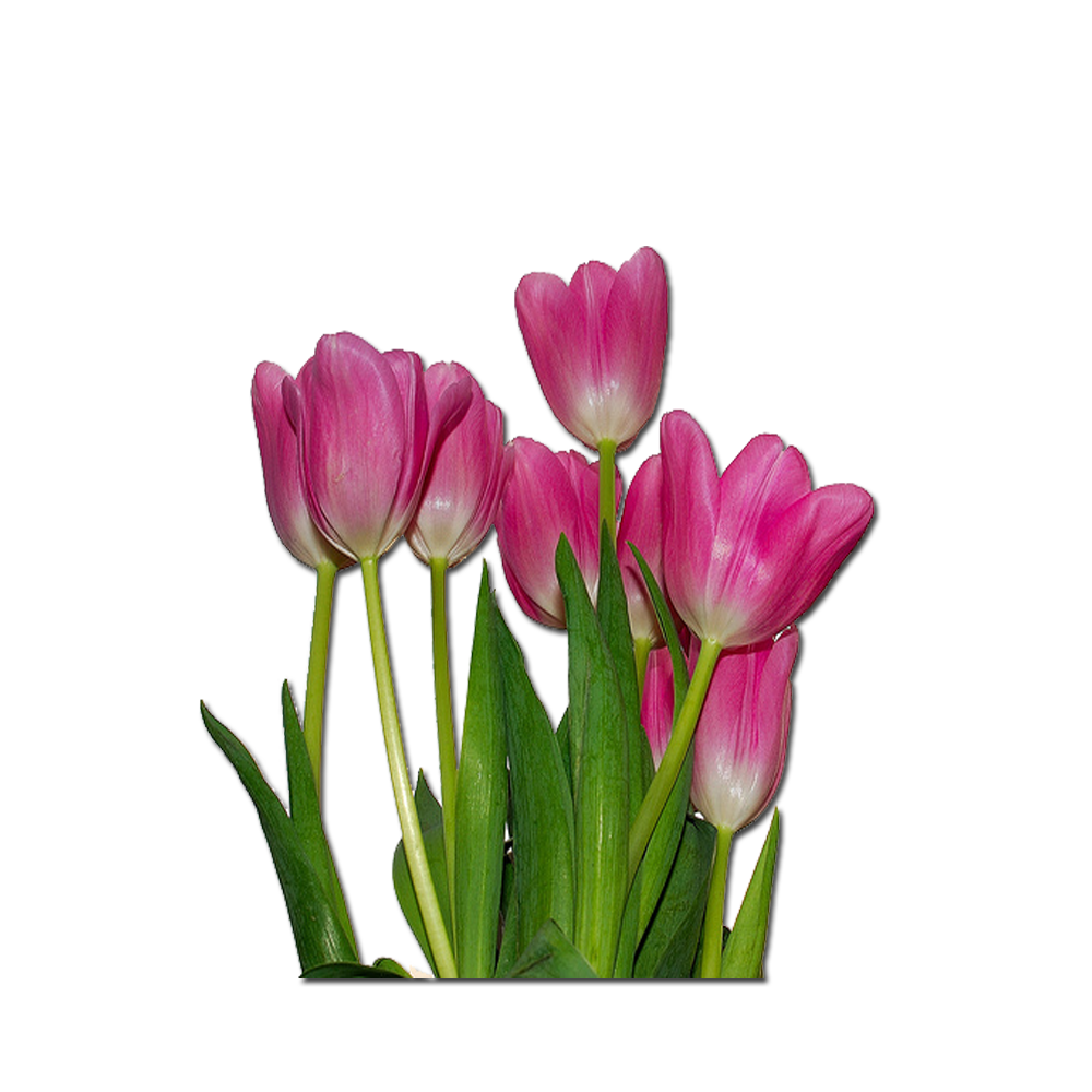 ® Colección de Gifs ®: IMÁGENES DE TULIPANES DE COLORES