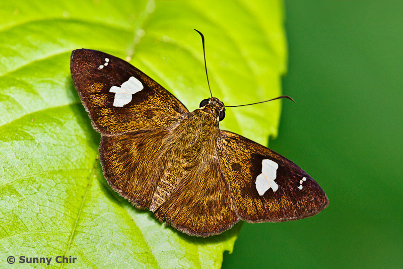 Butterflies of Singapore: Re-Discovery of the White Banded Flat