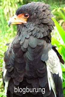 Gambar Burung Garuda Pancasila | GAMBAR BURUNG HIAS,PIARAAN,KICAU