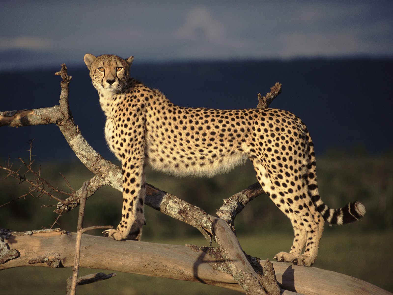 Cheetahs cannot climb trees and have poor night vision.