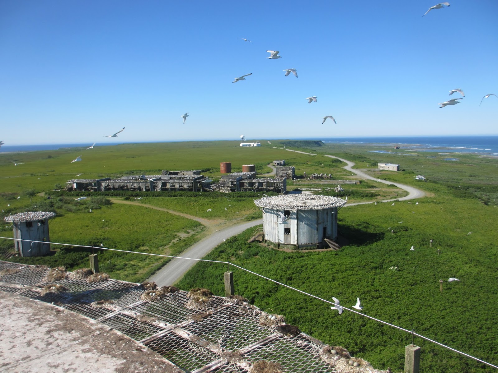 Middleton Island, Gulf of Alaska August 2016