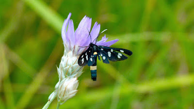 Faune Flore d'Ul Le Sphinx du pissenlitAmata phegea