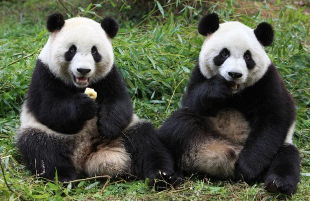 Hình ảnh gấu trúc Panda dễ thương và đáng yêu nhất
