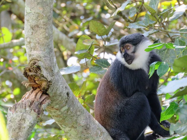 Uganda Safari - L'Hoest's monkey spotted at Bigodi Wetlands in Western Uganda