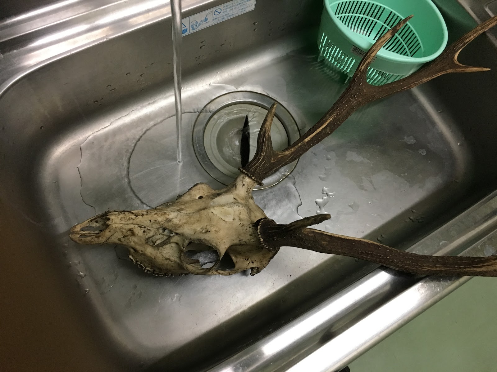 HAMAKAZE jj: 鹿のトロフィーの作り方１