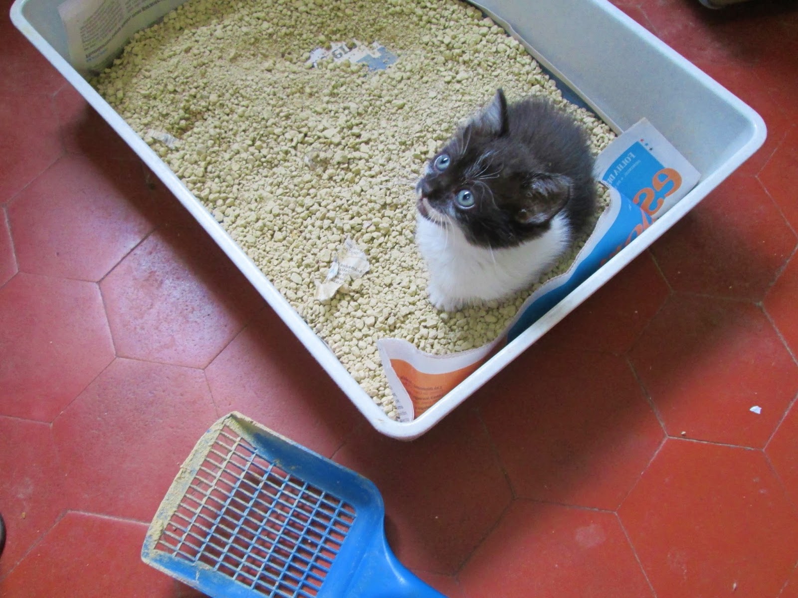 Fatima ChuEcco: DICAS VALIOSAS PARA CAIXA DE AREIA DE GATO FUNCIONAR